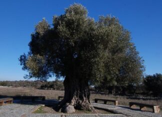Artistic Traditions of Bulgarian Peasants